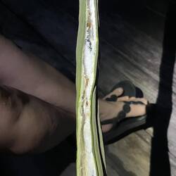 Das Innere der Frucht