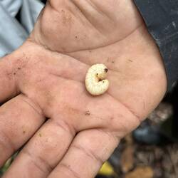 Bzw. wie man an Nahrung kommt. Die Koreanerin traut sich. Das Video dazu ersparen wir euch :-)