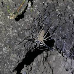 Die erste von vielen Skorpionspinnen lässt sich blicken