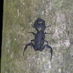 Auf dem Heimweg endeckt unser Guide einen Skorpion...