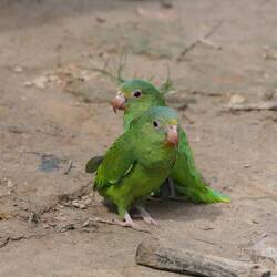 Neben Hühnern hüpfen hier auch überall Papageien herum