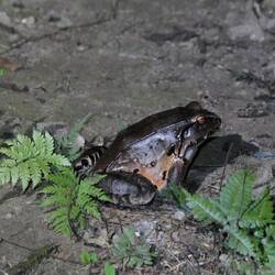 Ein großer Ochsenfrosch lebt unter unserem Haus und begrüßt uns bei der Ankunft