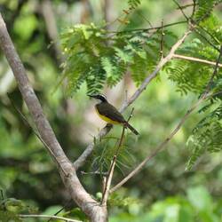 Ein Vogel mit dem klangvollen Namen Schwefelmaskentyrann