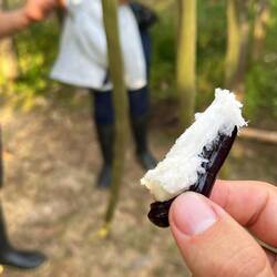 Im Inneren der Frucht sind die schwarzen Kerne und weißer, saftiger Flausch (nur der ist essbar!)