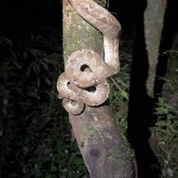 ...und eine junge Boa constrictor!