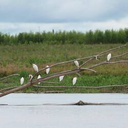 Reiher nutzen den Rastplatz