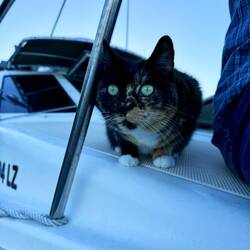 Cat on a cat boat