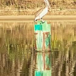 Well hey there Brown Pelican!!