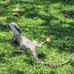 viele Echsen am Wegrand