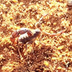 Besuch vom Skorpion