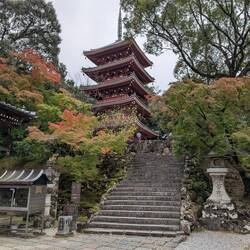 That's all momiji, just hadn't turned red yet...would have been beautiful