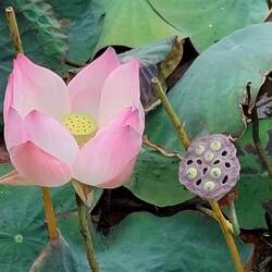 Lotus flower and pod
