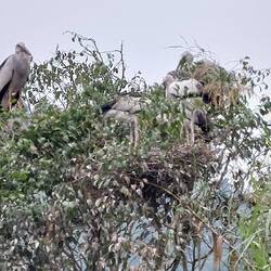 Bird Watching Island; Grey Heron