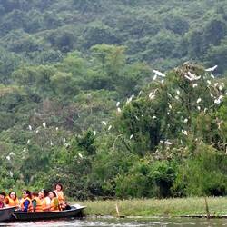 Bird Watching Island; White Flamingo