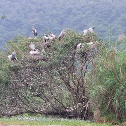 Bird Watching Island; Grey Heron
