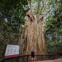 500 Jahre alt und sehr imposant