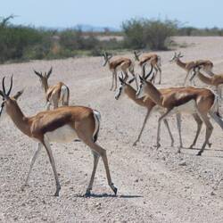 Springböcke in großer Zahl