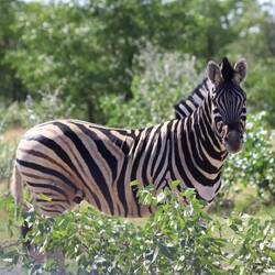 Manchmal schauen sie her....