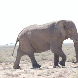 Einer von 2 Elefanten, die unsere Straße querten