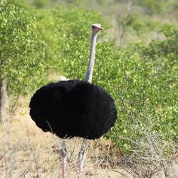 Was für ein Federkleid!