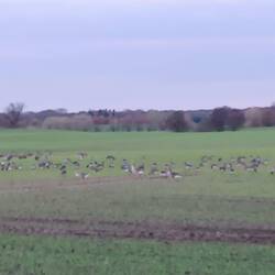Tausende Gänse