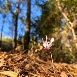 ..zartblühende Herbst-Alpenveilchen.