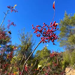 ..Terpetin-Pistazie oder..