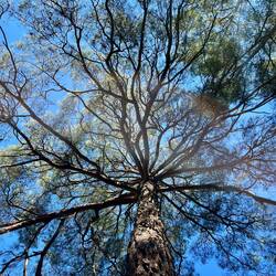 Zwei Welten im Einklang: Mächtige Aleppo-Kiefern mit 4m Stammumfang, und..