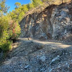 ..einige Mufflons, auch wenn sie dann lieber wirklich ganz alleine wären.