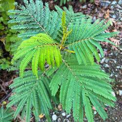 ..Federbuschalbizie, sie alle haben..