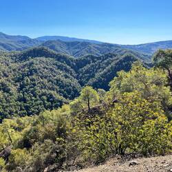 Ob Zypresse, Kastanie, Kiefer,..