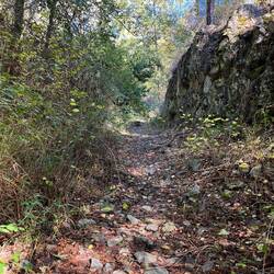 Der ansonsten breite Forstweg folgt zwischendurch einem Bachbett, was..