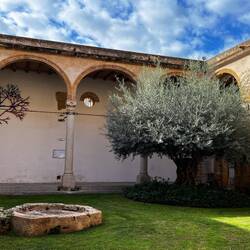 300 year old olive tree