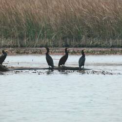Cormorane