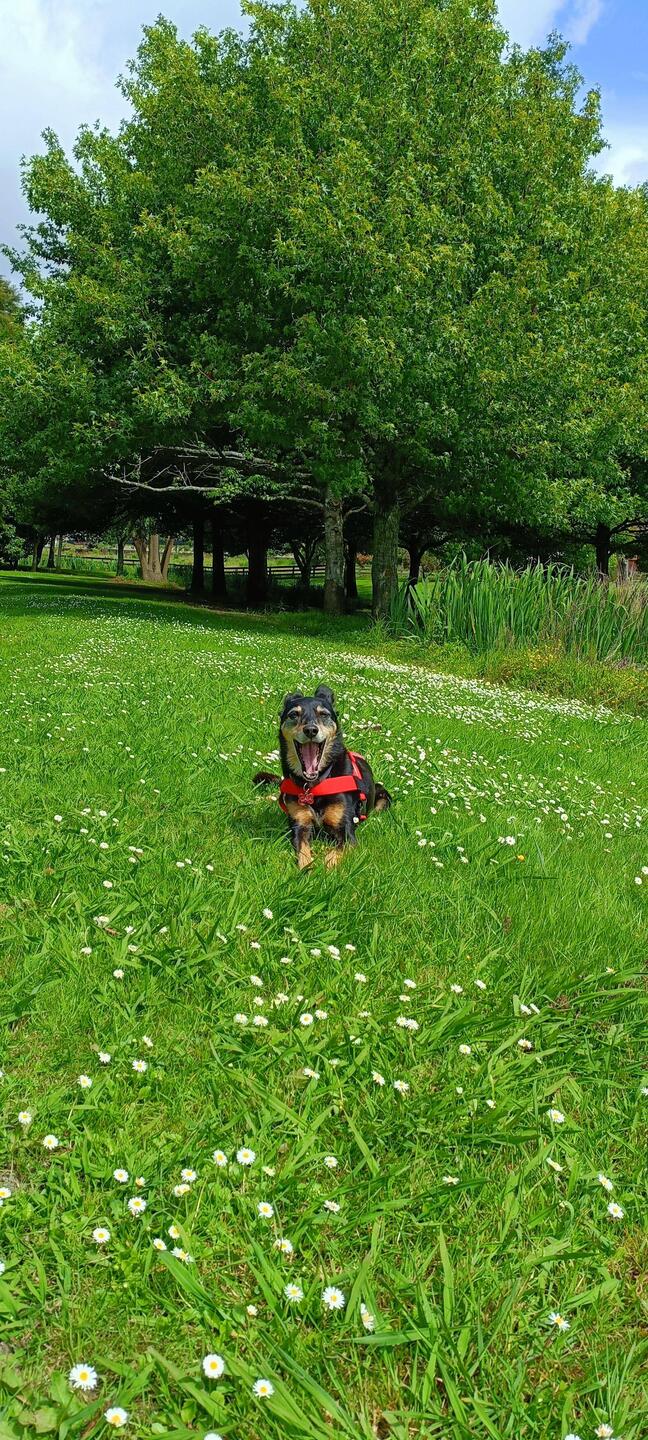 Otira park