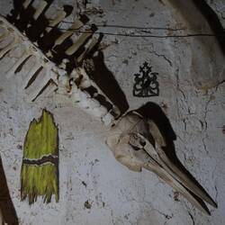 Den Delfin hat der Museumbesitzer in der Sahara gefunden