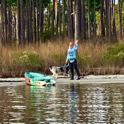 Pup walk along shore
