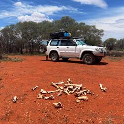 Wir sehen unser erstes Kamel