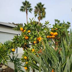Beautiful looking oranges