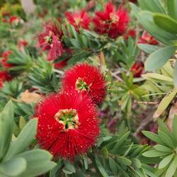 Christmassy looking shrub
