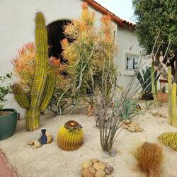 Many yards have cacti or succulents for low maintenance