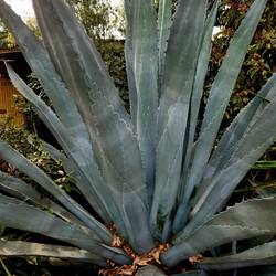 Loved the patterns.on the leaves
