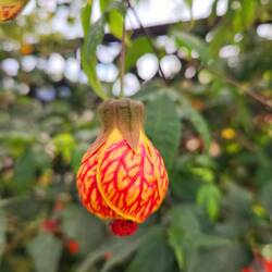 A very unique flowering shrub.
