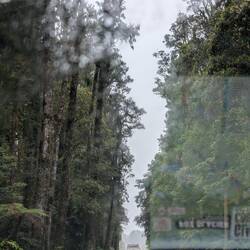 Trees surrounding the road everywhere