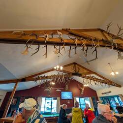 All over, antlers