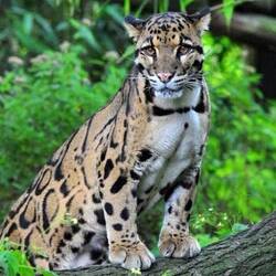 Clouded Leopard - what a beautiful predator..... unfortunately not my pic!