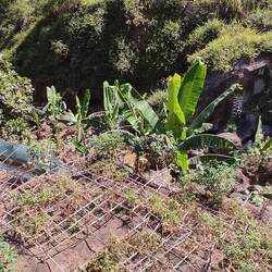Mit dem Bambus Gerüst ist die Ernte der Tomaten einfacher