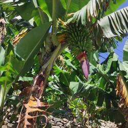 Blüten der Bananenstaude