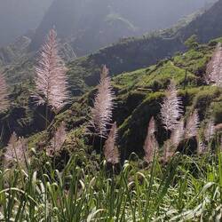 Zuckerrohr Blüten, Ernte im Januar und Juni