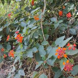 Lantana, gebraucht als Parfum